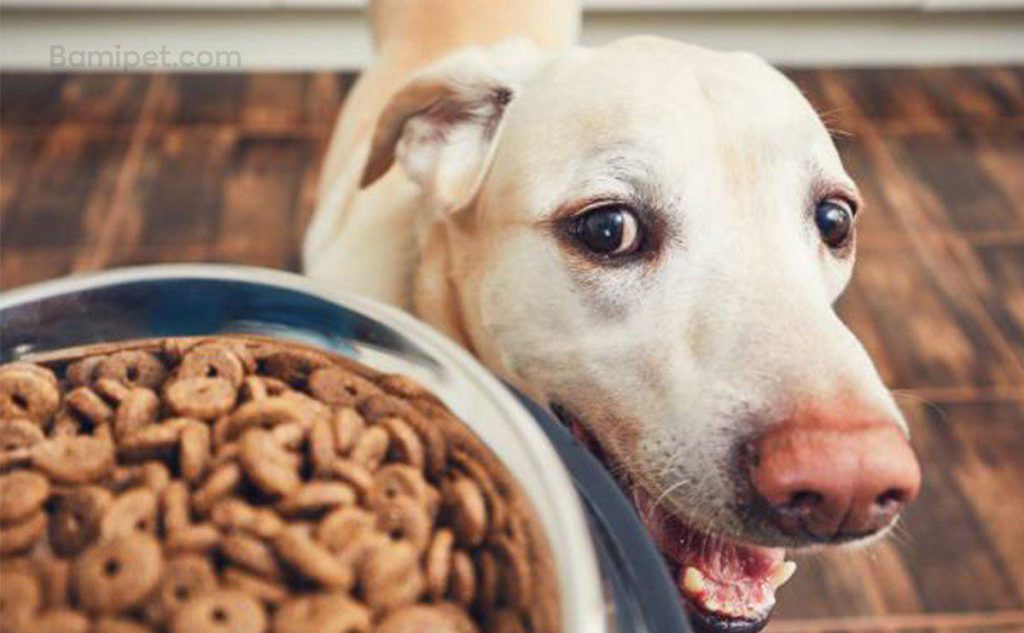 لیست بهترین غذاهای مفید سگ